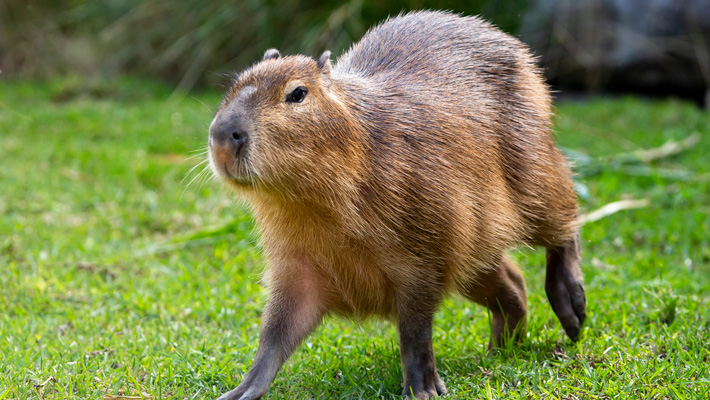 Capybara at Taronga Zoo Sydney