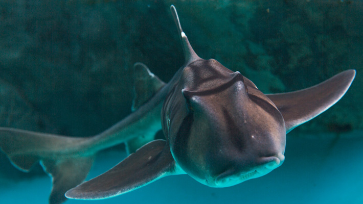 Port Jackson Shark. Photo credit: Bluebottle Films