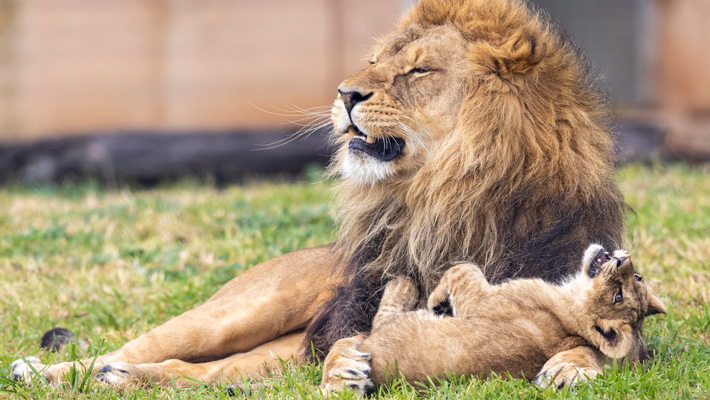 Dad Lwazi playing with new lion cub