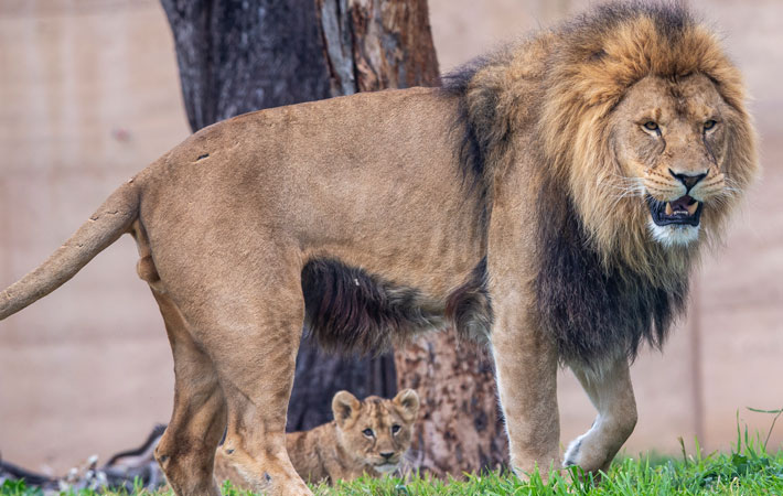 Lwazi the African Lion. Photo: Rick Stevens