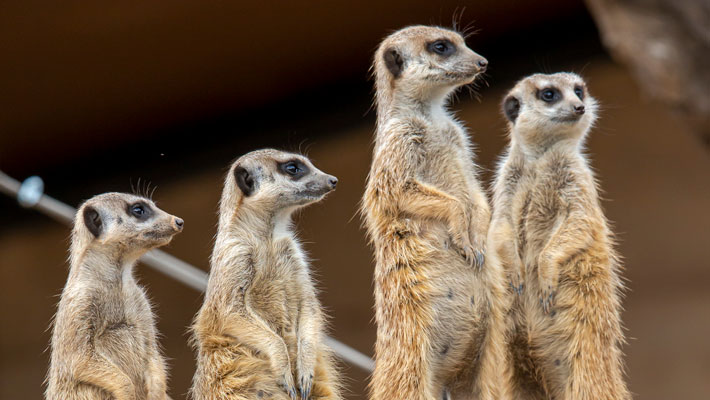 Meerkat Mob at Taronga Western Plains Zoo Dubbo