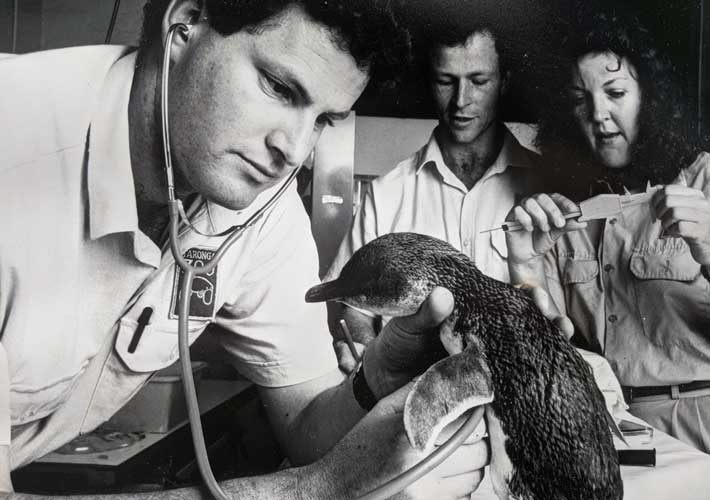 Dr Larry Vogelnest and team assessing a penguin