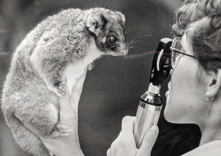 Dr Frances Hulst assessing a possum