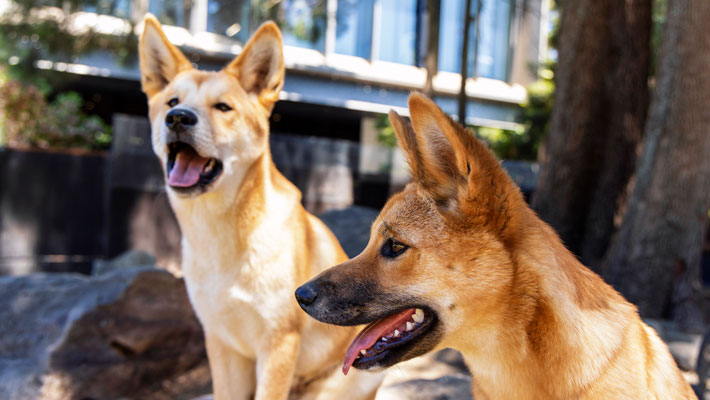 Dingo puppy Warada and Kep Kep