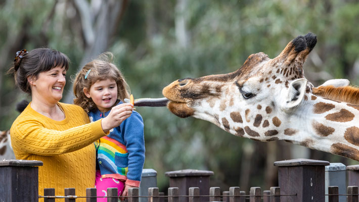 Giraffe encounter. Photo: Rick Stevens