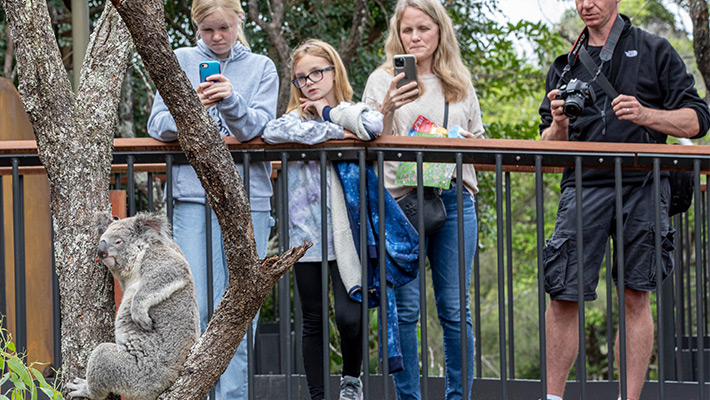 Koala in the Wild Australia Experience