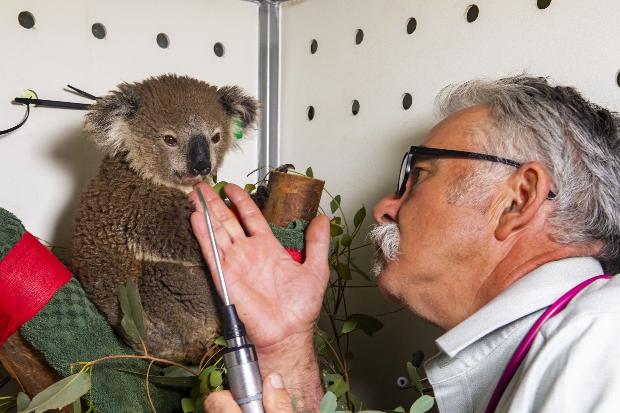 Senior Vet Dr Benn Bryant with koala in care. Photo: Rick Stevens