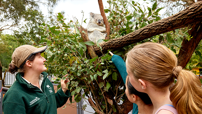 Koala Encounter at Nura Diya