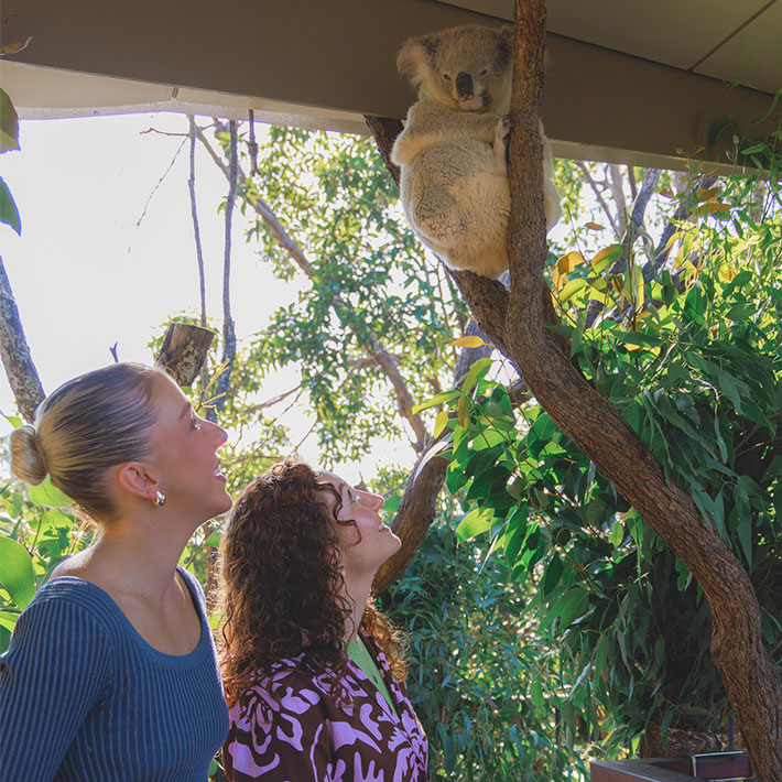 Koala Encounter 