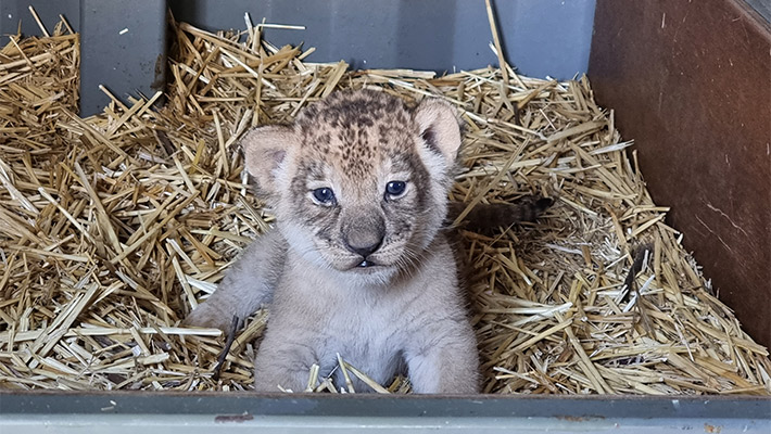 Lion cubs at Taronga Western Plains Zoo