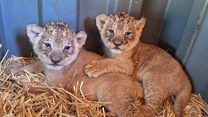 Lion cubs at Taronga Western Plains Zoo. Photo: Megan Lewis