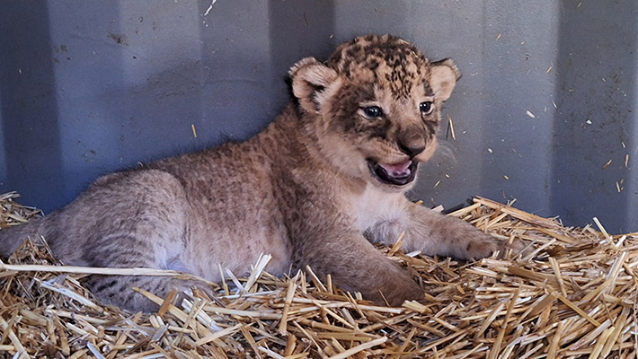 Lion cubs at Taronga Western Plains Zoo. Photo: Megan Lewis