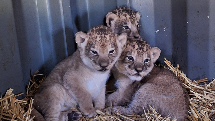 Lion cubs at Taronga Western Plains Zoo. Photo: Megan Lewis