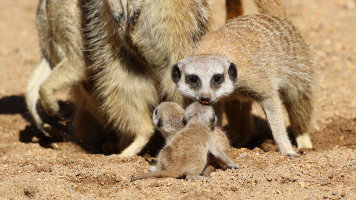 Meerkat pups exploring their exhibit. Photo: Keeper Karen