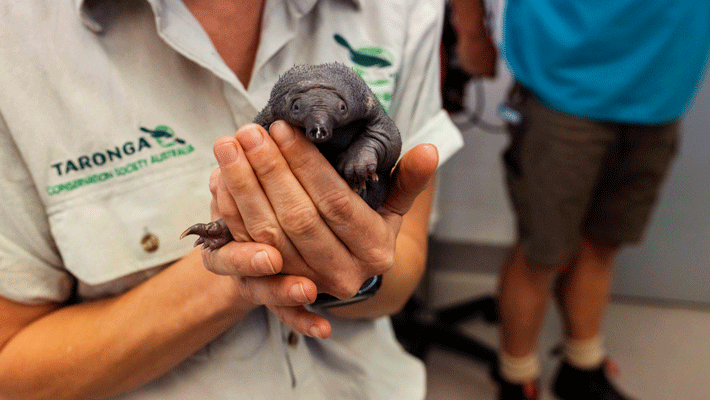 Veterinary Nurse Liz holds orphaned Echidna Puggle