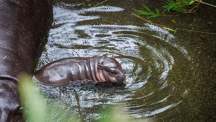 Pygmy Hippo Calf Lololi and mother Kambiri. Photo credit: Keeper Scott Brown