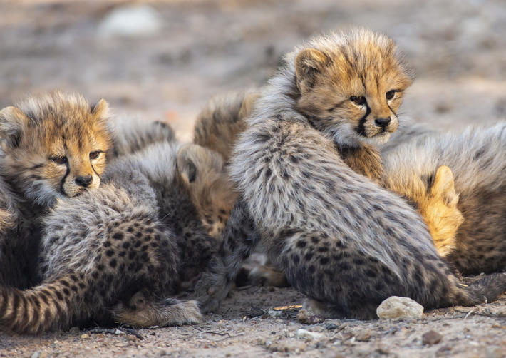 Cheetah cubs