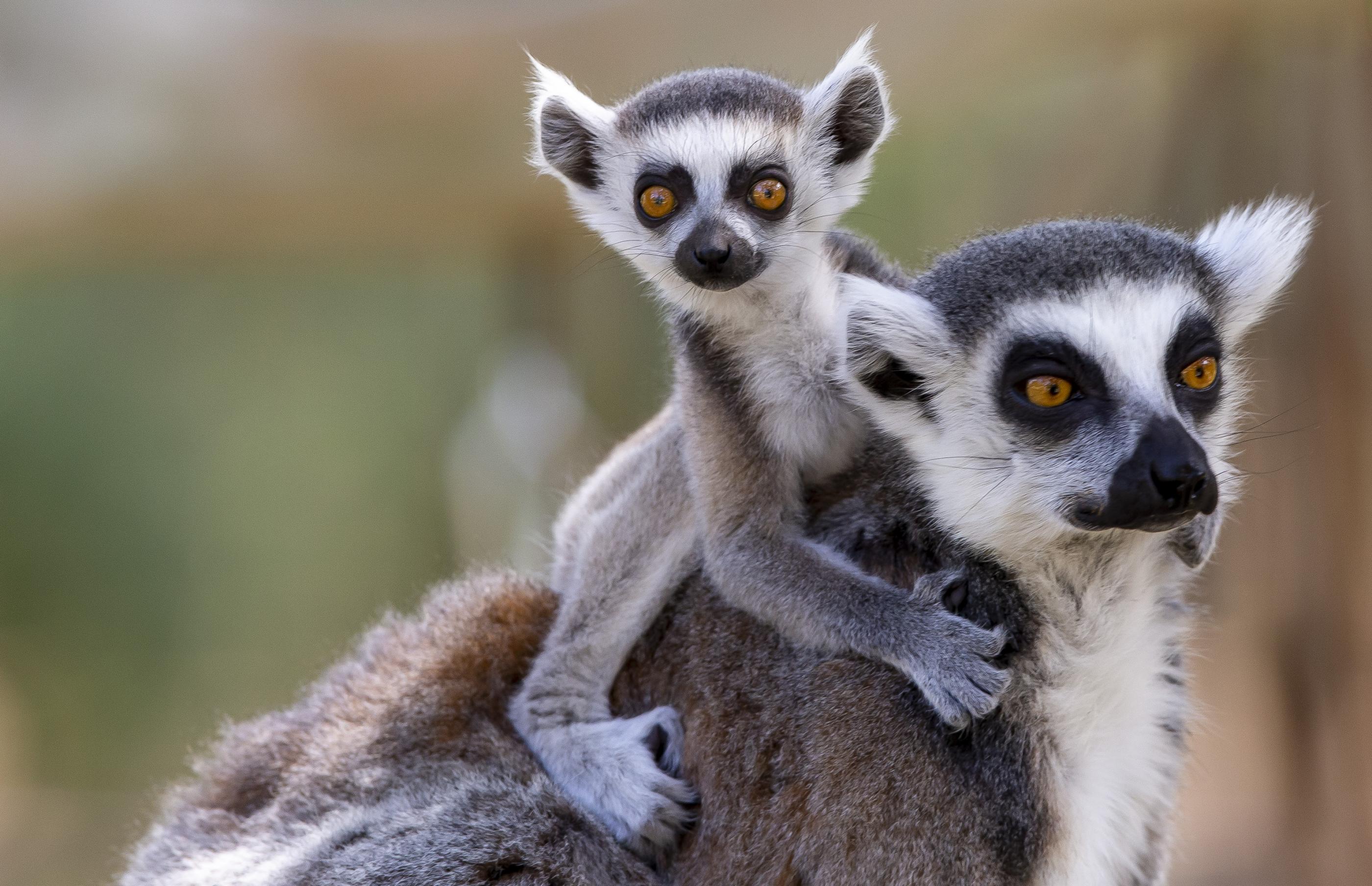 Ring-tailed Lemurs baby