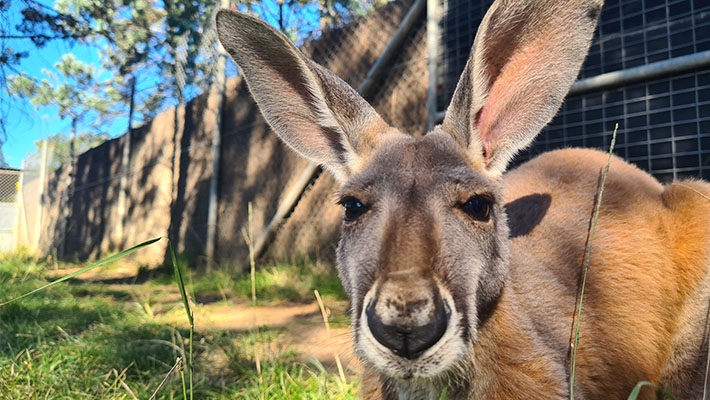 Red Roo Joey Copper in a behind-the-scenes yard at the Zoo