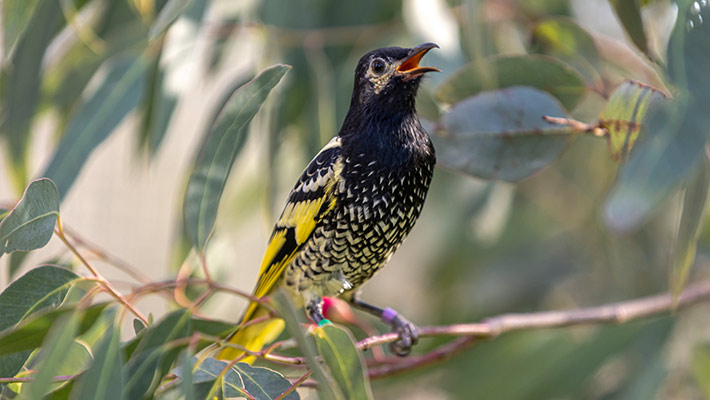 Regent honeyeater sitting in tree