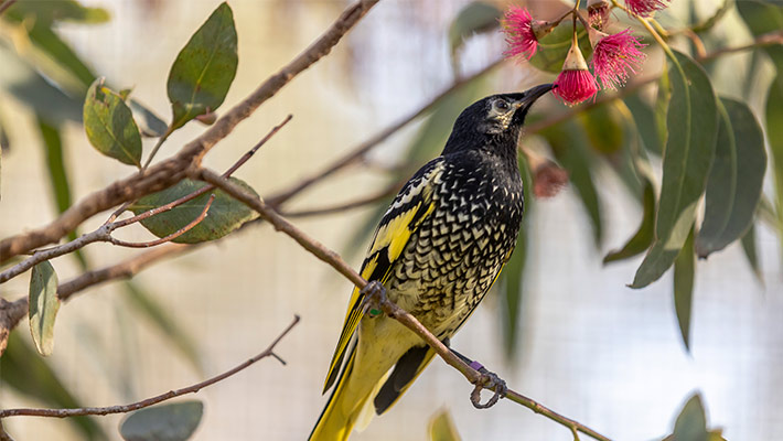 Regent honeyeater sitting in tree