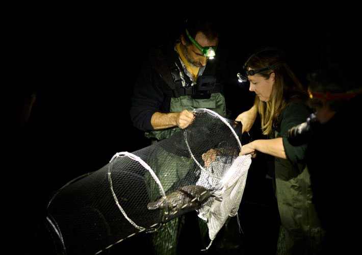 Royal National Park Platypus Translocation Survey. Richard Freeman