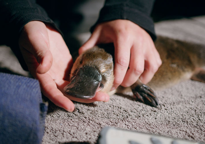 female juvenile platypus captured during a survey