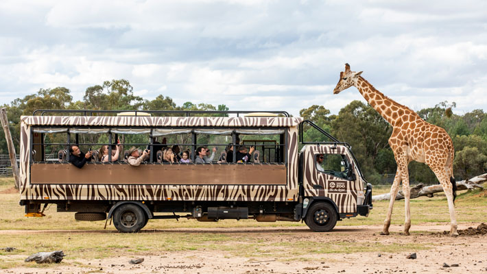 Giraffe with Savannah Safari, Western Plains Zoo