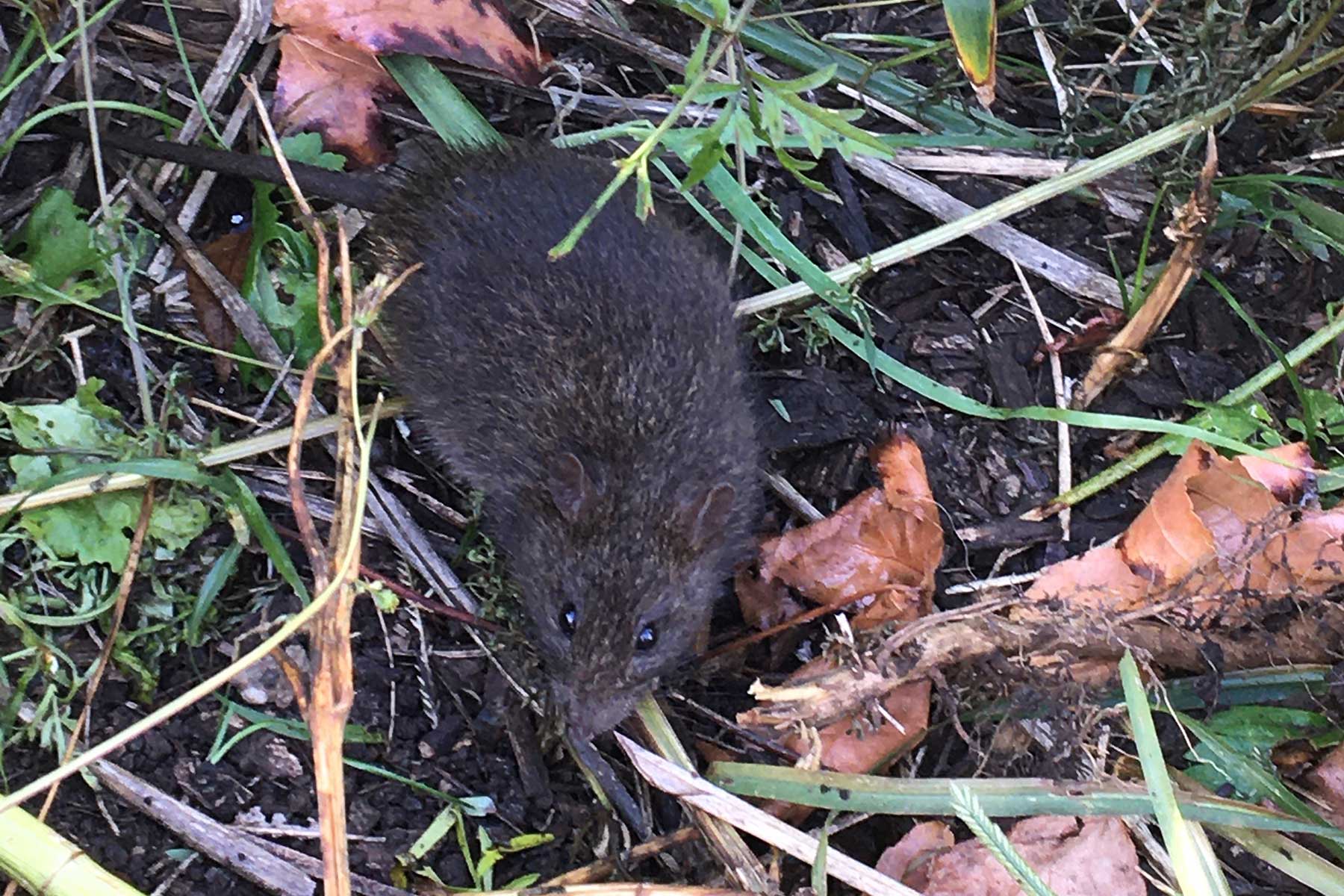 I Saw a Swamp Rat (ahh!!) by Casey Taylor