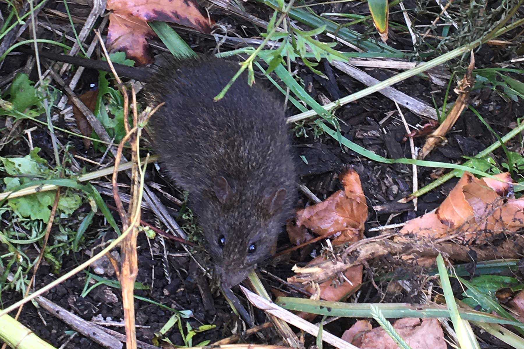  I Saw a Swamp Rat (ahh!!) by Casey Taylor