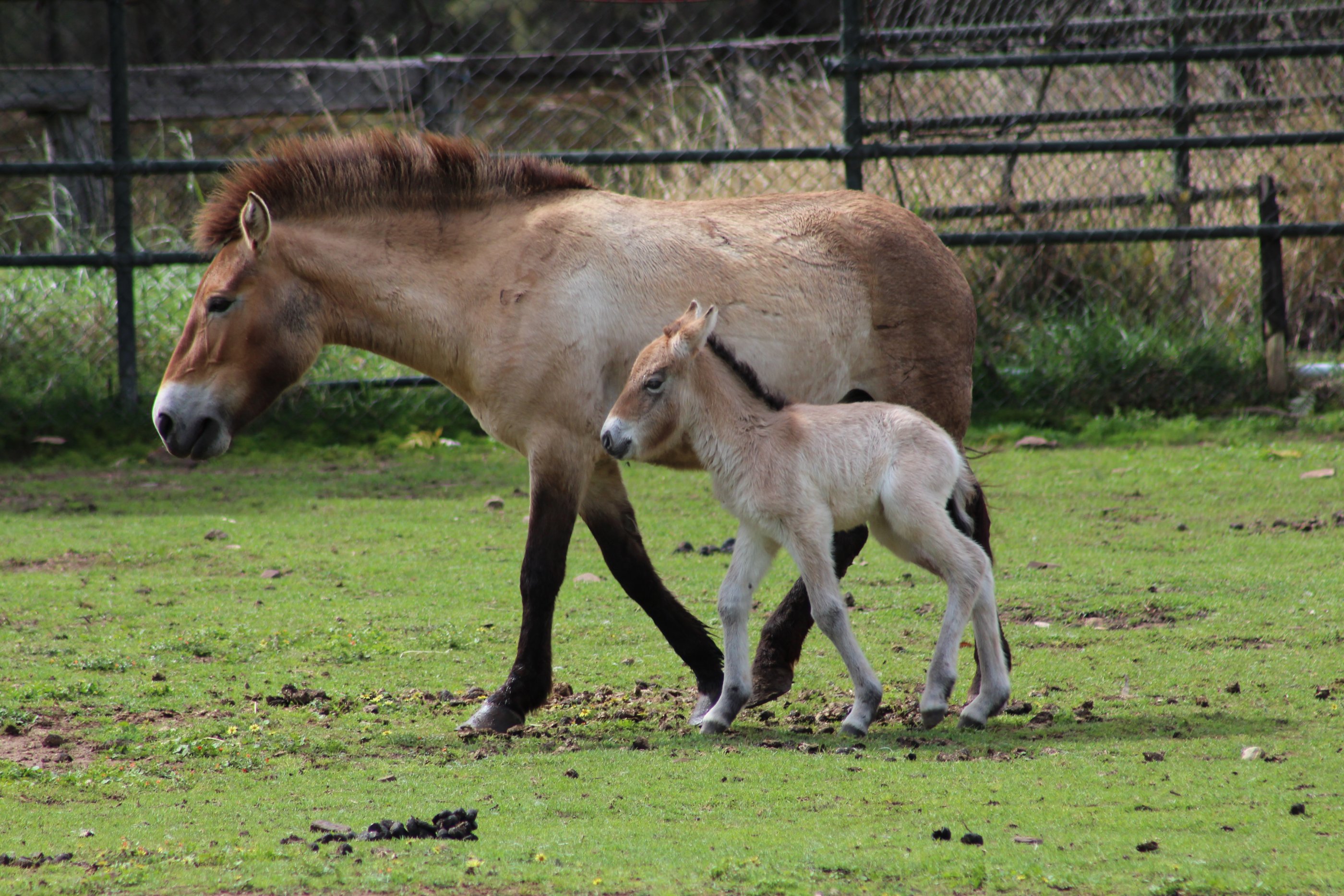 Takhi Foal