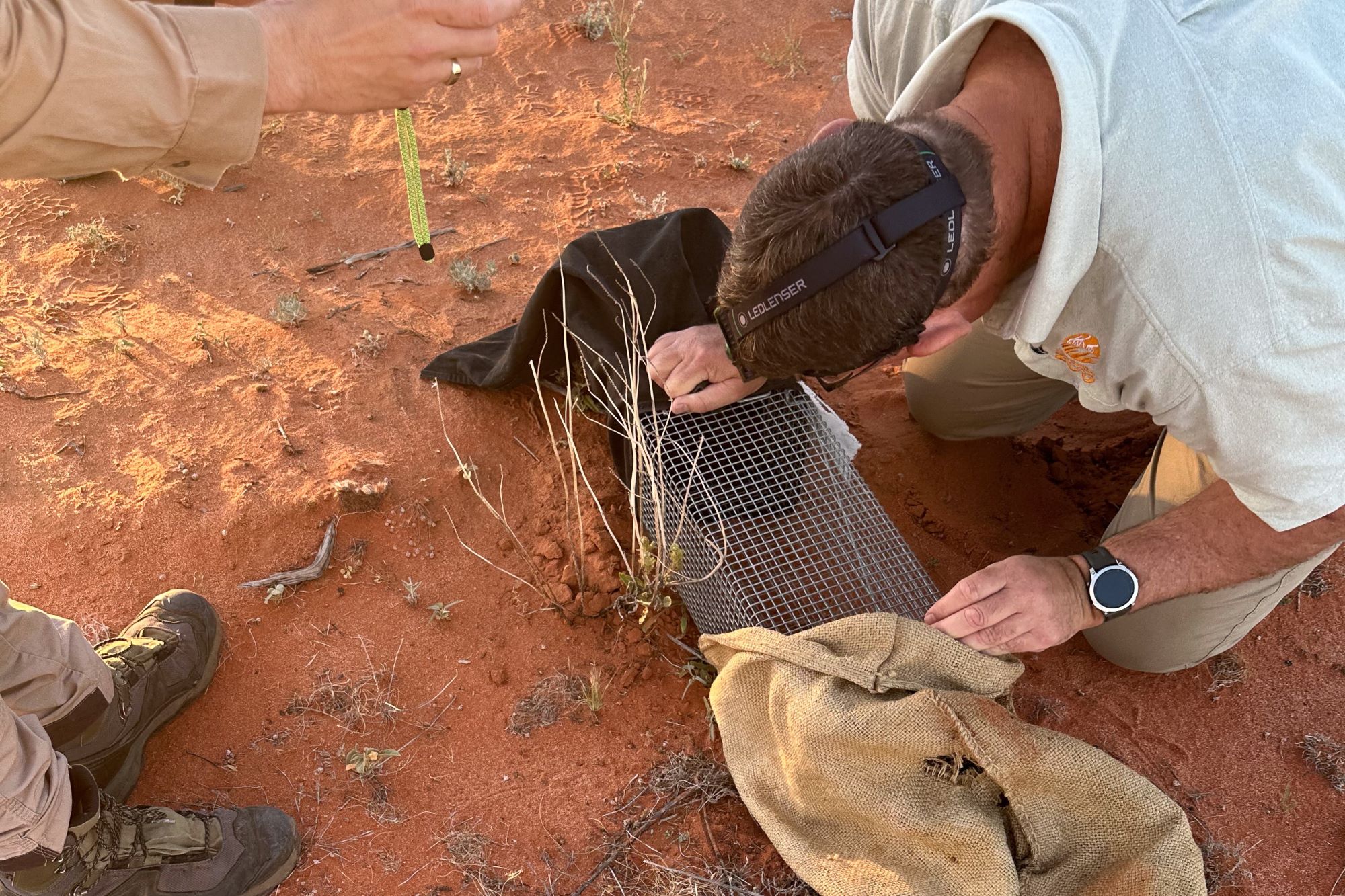 Taronga Counservation Supervisor Steve Kleinig inspects a trap at Sturt National Park
