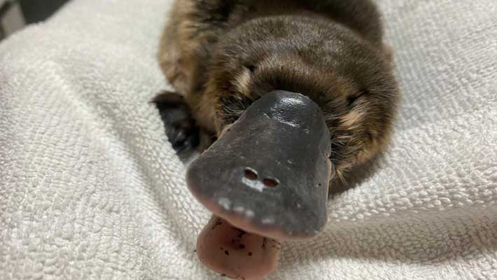Matilda recovering at Taronga’s Wildlife Hospital in Sydney