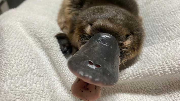 Matilda recovering at Taronga’s Wildlife Hospital in Sydney