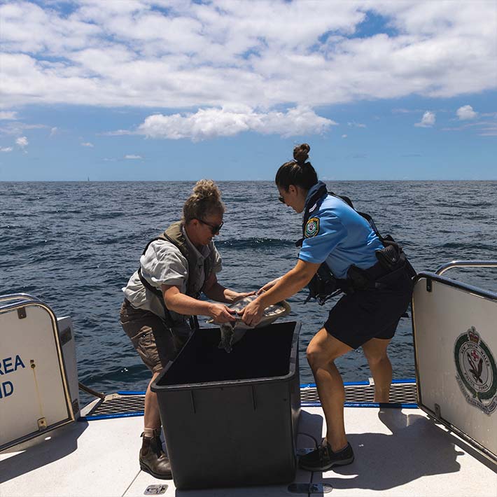 Tama being released into the ocean by Taronga staff with the assistance of NSW Police