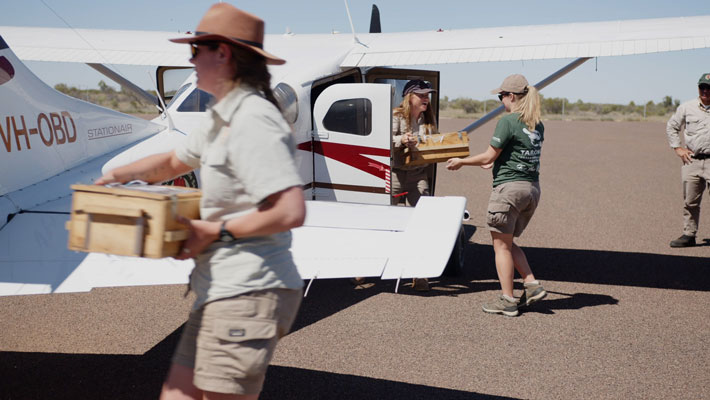 Unloading the Chuditch in South Australia ready for release