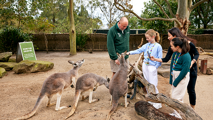 Zoo Friends kids patting the kangaroos!