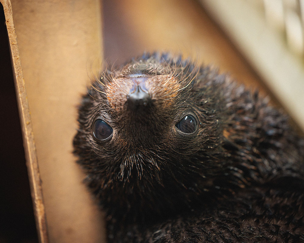 Seal pup, Eve