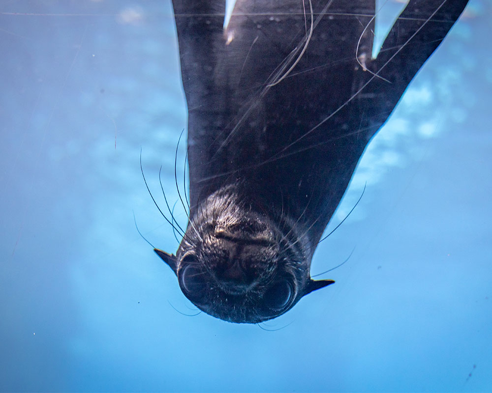 Seal pup Kobe