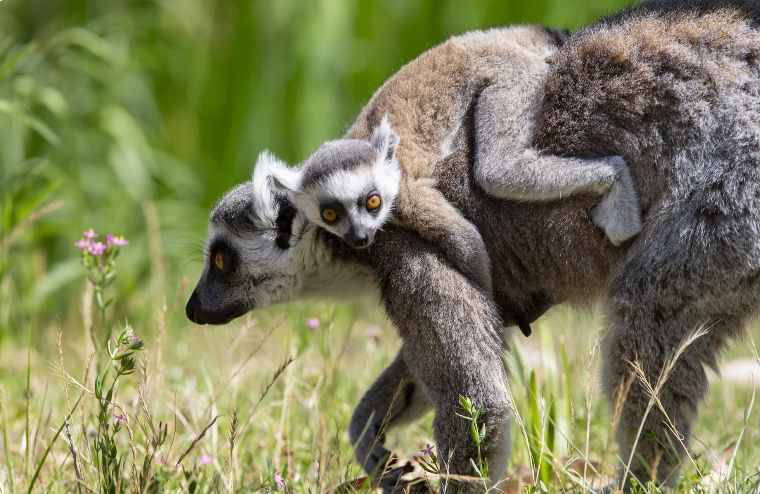 Ring-tailed Lemur baby