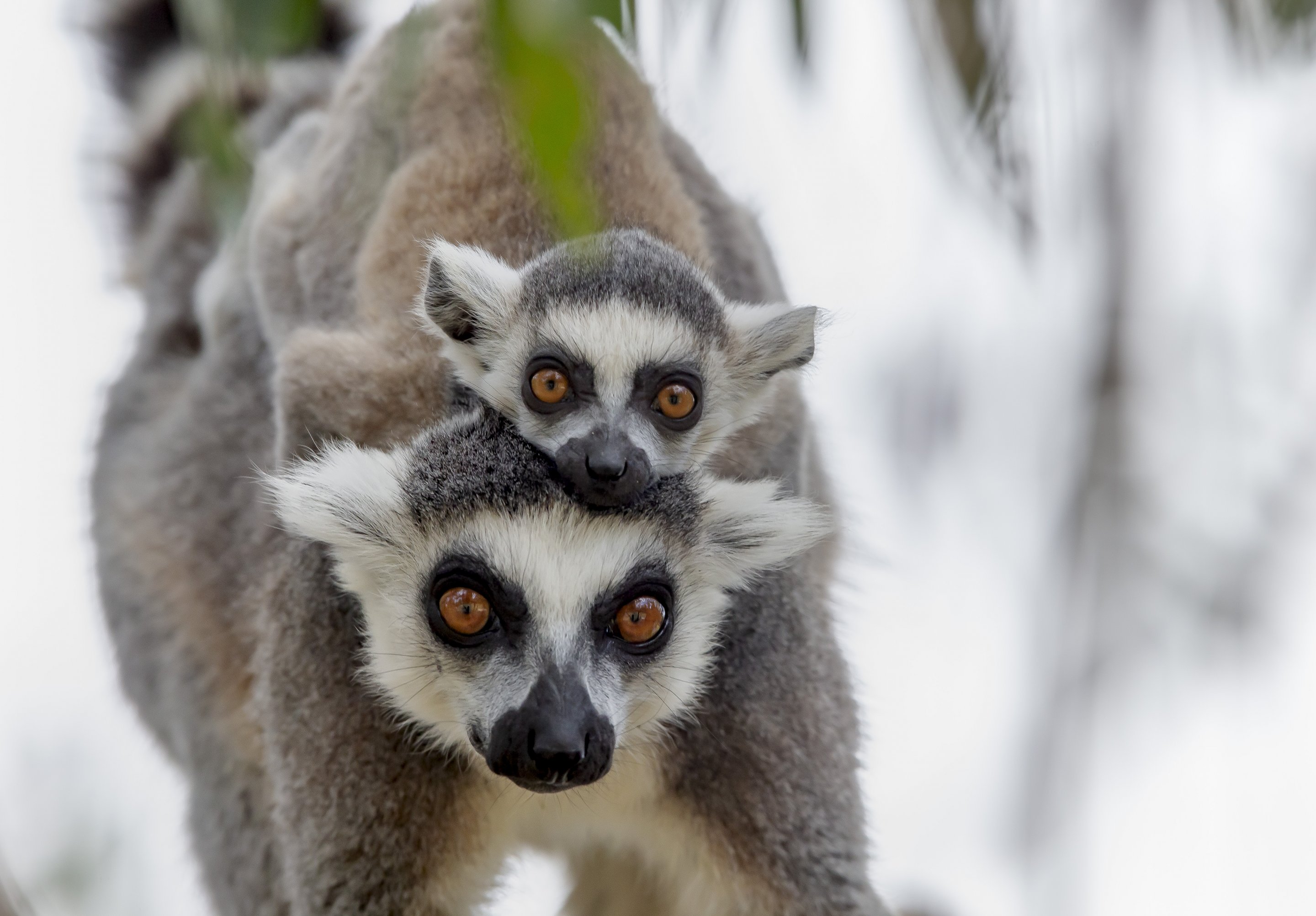 Ring-tailed Lemurs baby