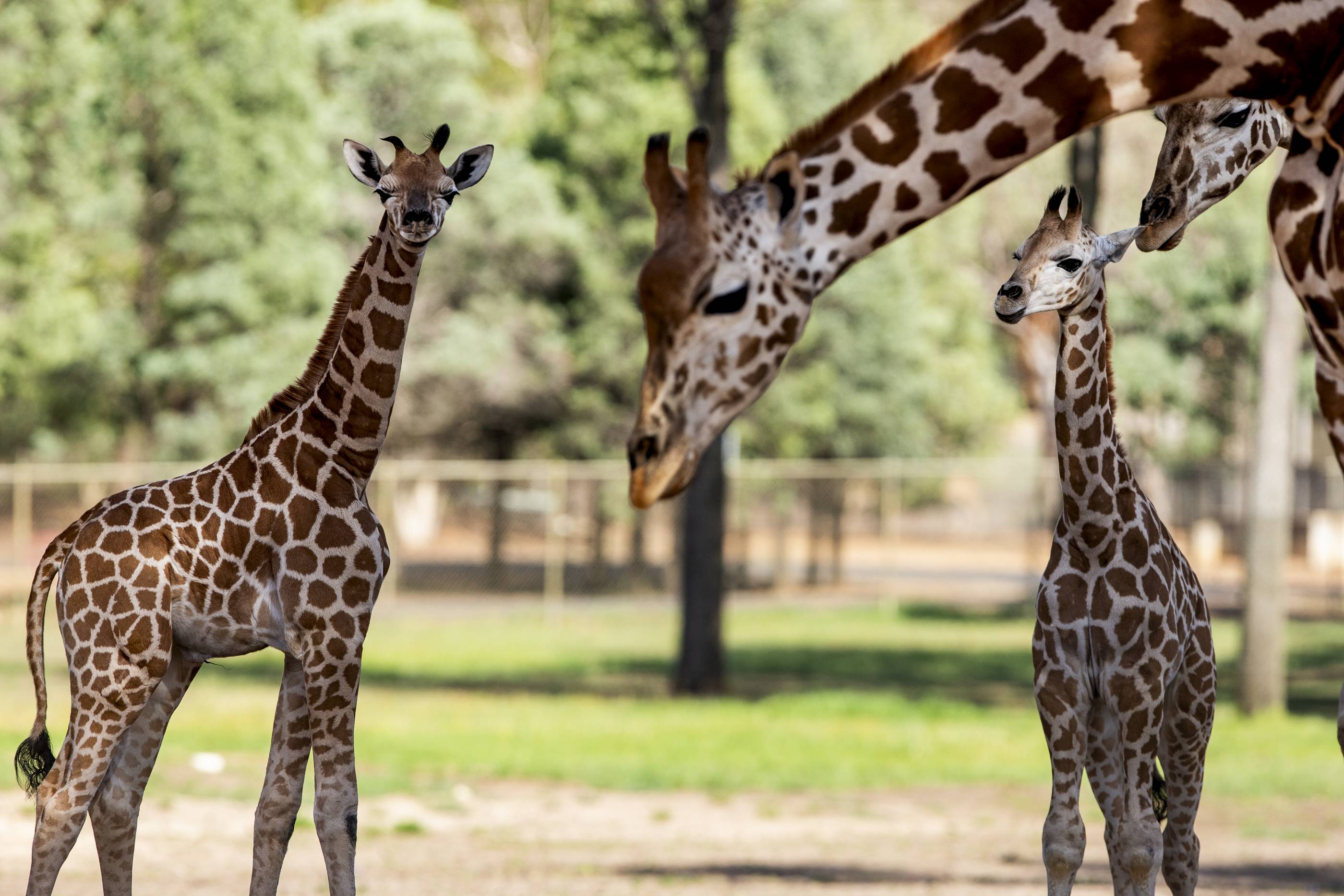 Giraffe calves born in January 2019