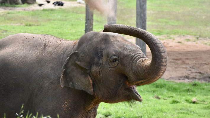 Elephants Anjalee dust bathing. Grace Humphery