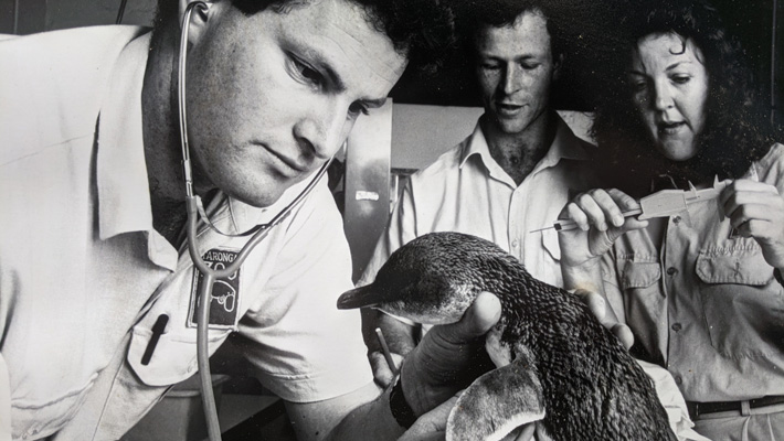 Dr Larry Vogelnest and team assessing a penguin.