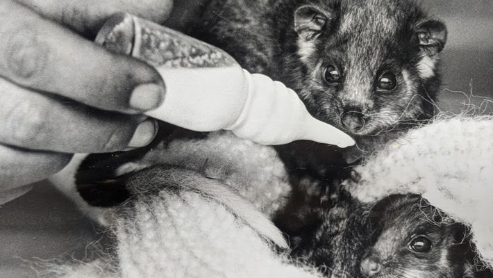 Possums receiving care.