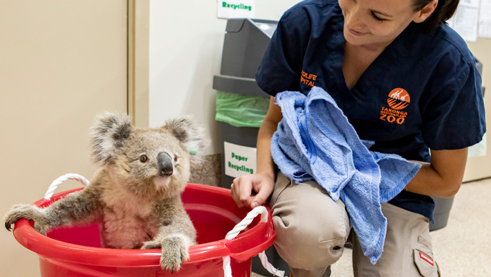 A koala receives care at the Wildlife Hospital in Taronga Western Plains Zoo Dubbo.