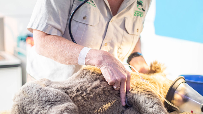 Veterinary Officer Kimberly Vinette Herrin providing emergency response in the field during the 2019/20 bushfires. Photo: VIC Department of Environment, Land, Water & Planning.