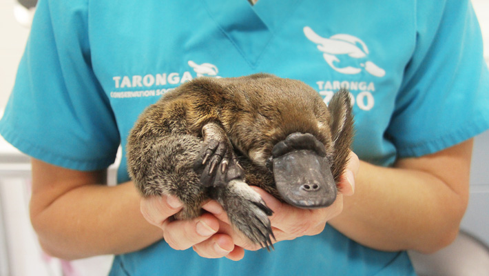 Platypus in care at Taronga's Wildlife Hospital in Sydney.