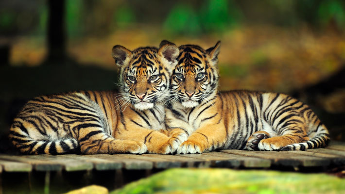 Sumatran Tiger cub twins. Photo: Chris Kara
