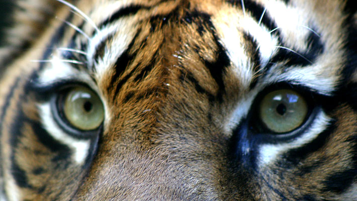 Sumatran Tiger. Photo: Bobby Jo Clow
